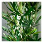 Gardalux Kunstplant Bamboe | Gardalux | 90 cm (In pot) 318000990 K170105891 - 4
