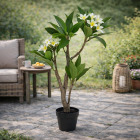 Gardalux Kunstplant Frangipani | Gardalux | 90 cm (In pot) 318001420 K170105895 - 2
