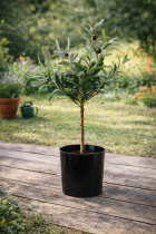 Gardalux Kunstplant Olijfboom | Gardalux | 66 cm (In pot) 317002910 K170105885 - 2