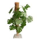 Gardalux Plantenstok | Gardalux | 30 cm x Ø 45 mm (Kokos) CY8954550 K170105882 - 4