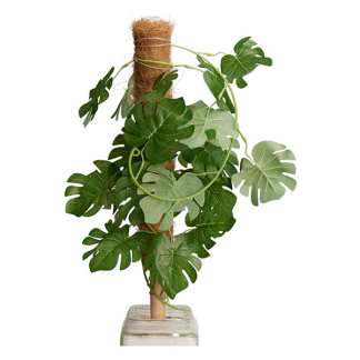 Gardalux Plantenstok | Gardalux | 40 cm x Ø 45 mm (Kokos) CY8954560 K170105883 - 4