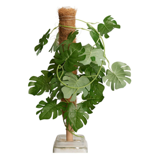 Gardalux Plantenstok | Gardalux | 50 cm x Ø 45 mm (Kokos) CY8954570 K170105884 - 5