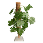 Gardalux Plantenstok | Gardalux | 50 cm x Ø 45 mm (Kokos) CY8954570 K170105884 - 5