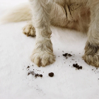 HG pet wipes | 50 stuks (Honden, Zacht, Sterk, Vrij van alcohol, parfum en parabenen) 701000103 K170405287 - 2