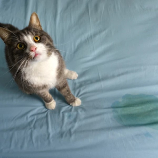 HG vlek & geur weg | 500 ml (Katten, Biologisch) 706050103 K170405292 - 2