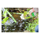 Heissner Helder vijverwater | Heissner | 500 ml (Turbo werking, Incidenteel gebruik) 3010450009 K170130033 - 3