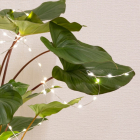 Lumineo Plantverlichting | 40 cm (40 Micro leds, Binnen/Buiten) 486268 K151000657 - 5