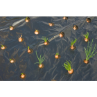Nature Afdekfolie planten | Nature | 0.95 x 5 meter (Kleine groenten, Voorgesneden gaten, Uv-bestendig, Zwart) 6030274 K170106154 - 3