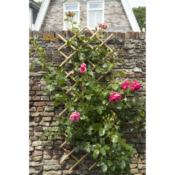 Nature Klimrek planten | Nature | 180 x 45 cm (Bamboe) 6040720 K170130229 - 4