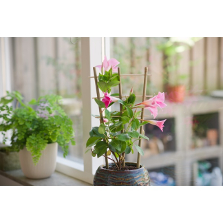 Nature Klimrek planten | Nature | 35 x 18 centimeter (2 stuks, Bamboe) 6040355 K170106182 - 3