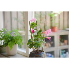 Nature Klimrek planten | Nature | 35 x 18 cm | 2 stuks (Bamboe) 6040355 K170106182 - 3