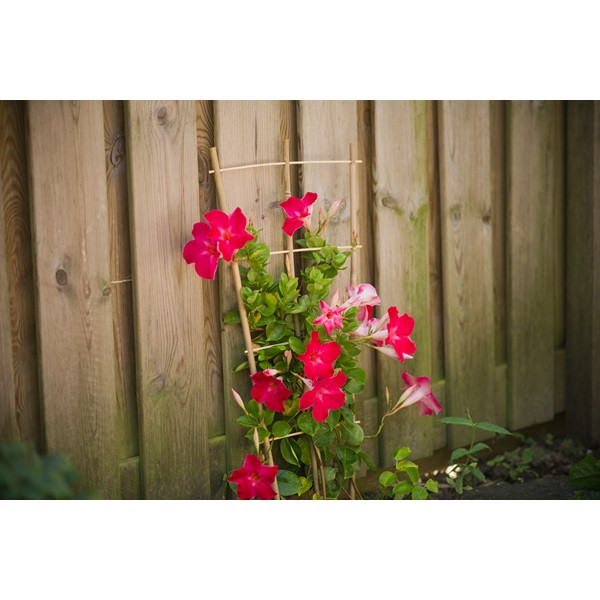 Nature Klimrek planten | Nature | 90 x 26 cm | 2 stuks (Bamboe) 6040357 K170106184 - 3