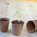 Nature Kweekpotjes | Nature | 24 stuks (Rond, Biologisch afbreekbaar, 6 x Ø 6 cm) 6020011 K170106233 - 2