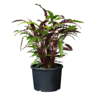 Nature Plantcontainer | Nature | Ø 32 x 26 centimeter (15 liter, Zwart) 6070302 K170106168 - 4