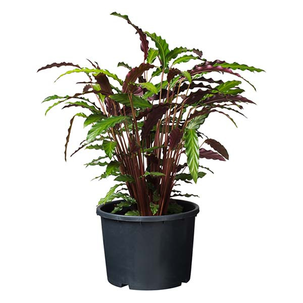 Nature Plantcontainer | Nature | Ø 32 x 26 cm | 15 liter (Zwart) 6070302 K170106168 - 4