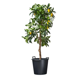 Nature Plantcontainer | Nature | Ø 36 x 32 centimeter (30 liter, Zwart) 6070310 K170106165 - 4