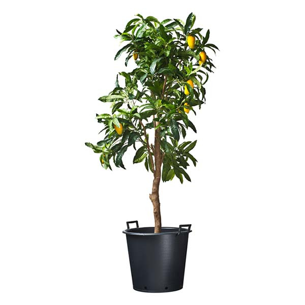 Nature Plantcontainer | Nature | Ø 36 x 32 cm | 30 liter (Zwart) 6070310 K170106165 - 4