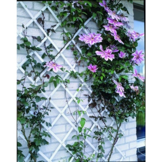 Nature Plantenklimrek | Nature | 200 x 100 cm (Kunststof, Verstelbaar, Groen) 6040704 K170130299 - 4