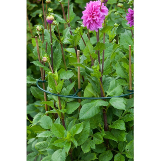 Nature Plantensteun | Nature | Ø 30 centimeter (3 stuks, Kunststof) 6040102 K170106185 - 3
