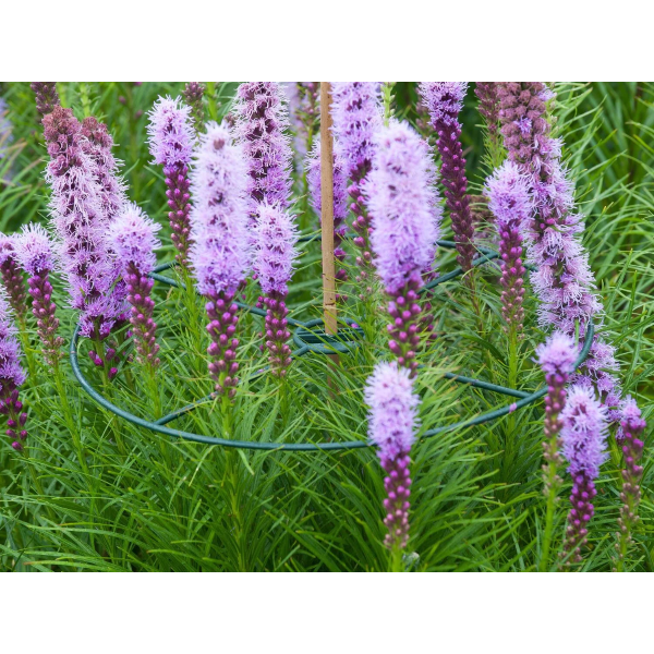Nature Plantensteun | Nature | Ø 30 cm | 3 stuks (Gerecycled materiaal) 6040100 K170501660 - 3