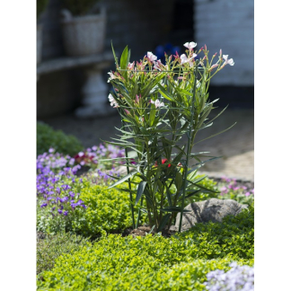 Nature Plantensteun | Nature | 60 centimeter (3 ringen, 3 stokken, Verzinkt staal) 6040340 K170106186 - 3