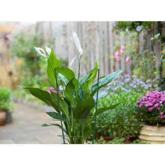Nature Plantensteun | Nature | 60 centimeter (3 ringen, 3 stokken, Verzinkt staal) 6040340 K170106186 - 4