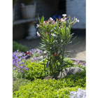 Nature Plantensteun | Nature | 60 centimeter (4 ringen, 3 stokken, Verzinkt staal) 6040341 K170106187 - 3