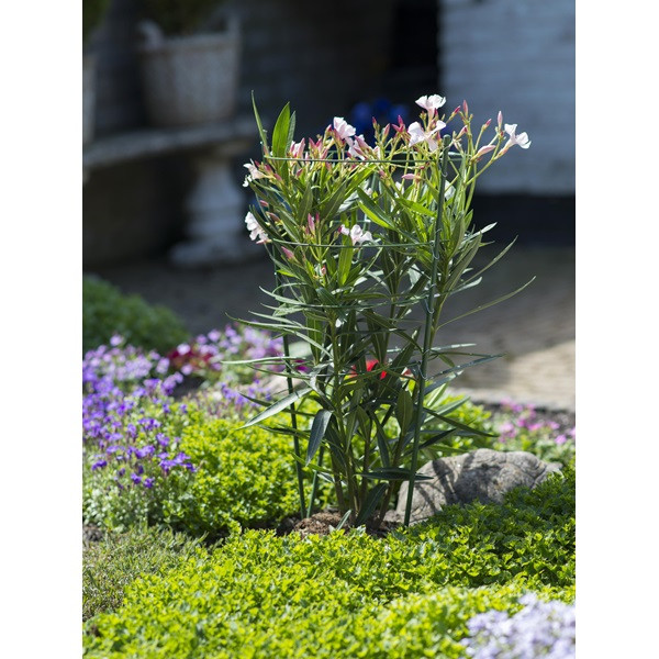Nature Plantensteun | Nature | 60 cm (3 ringen, 3 stokken, Verzinkt staal) 6040340 K170106186 - 3