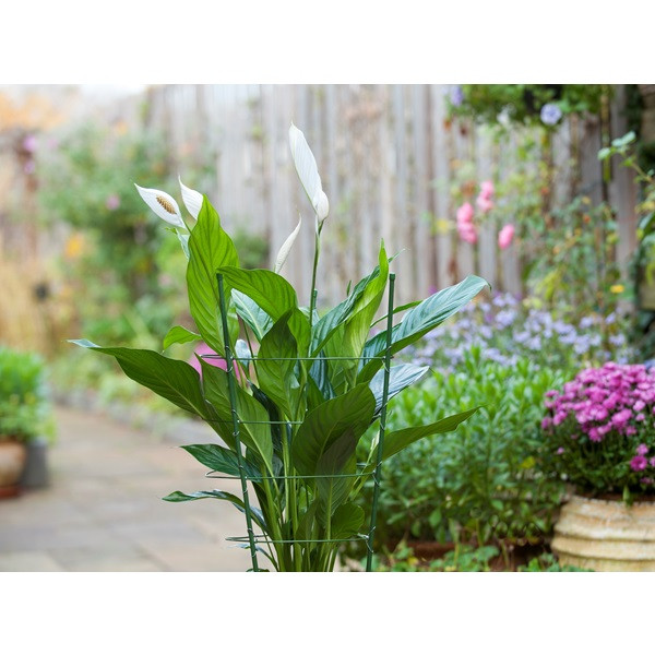 Nature Plantensteun | Nature | 60 cm (3 ringen, 3 stokken, Verzinkt staal) 6040340 K170106186 - 4