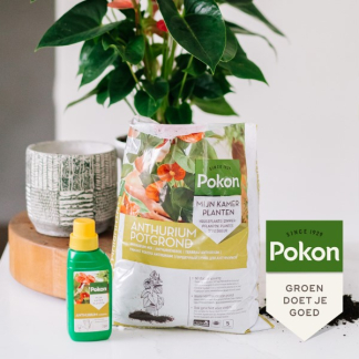 Pokon Anthurium voeding | Pokon | 250 ml (Vloeibaar) 7295313100 K170116117 - 