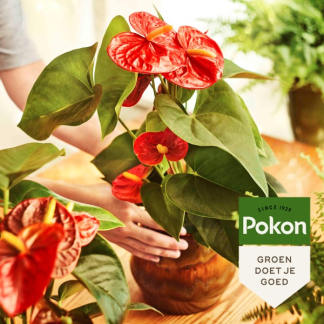 Pokon Anthurium voeding | Pokon | 250 ml (Vloeibaar) 7295313100 K170116117 - 