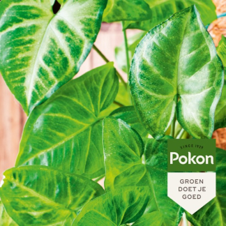 Pokon Bladglans | Pokon | 250 ml (Natuurlijke glans) 7703435998 K170116111 - 