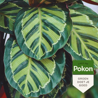 Pokon Bladgroenhersteller | Pokon | 250 ml (Voor kamerplanten) 7279304402 7297313100 K170116121 - 