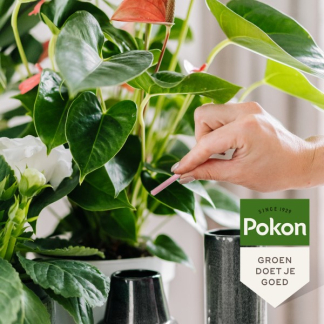 Pokon Bloeiende kamerplanten voeding | Pokon | 24 stuks (Staafjes) 7152178402 K170115046 - 