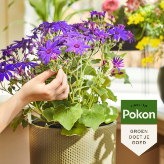 Pokon Bloeiende kamerplanten voeding | Pokon | 250 ml (Vloeibaar) 7286275100 K170116113 - 