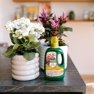 Pokon Bloeiende kamerplanten voeding | Pokon | 500 ml (Vloeibaar, Bio-label) 7500313100 K170112302 - 6
