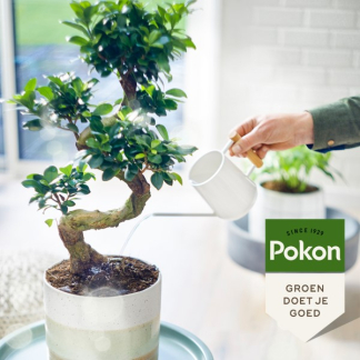 Pokon Bonsai voeding | Pokon | 250 ml (Vloeibaar, Bio-label) 7900313100 K170112306 - 