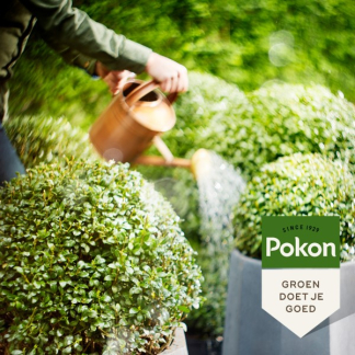 Pokon Buxus en Ilex voeding | Pokon | 500 ml (Vloeibaar, Bio-label) 7100313100 K170112309 - 