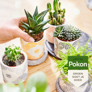 Pokon Cactus en vetplant voeding | Pokon | 250 ml (Vloeibaar, Bio-label) 7300313100 K170112307 - 