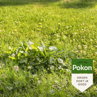 Pokon Compleet gazonpakket | Pokon | 125 m² (Gazonmest, graszaad en onkruidverdelger)  K170116026 - 