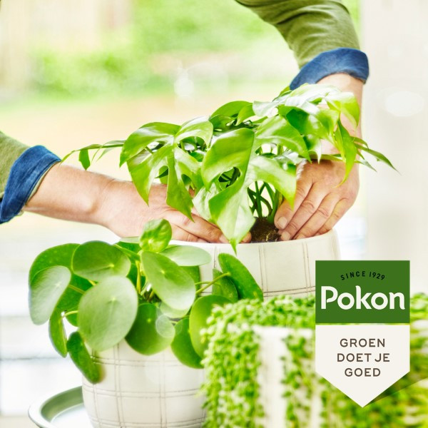 Pokon Groene kamerplanten voeding | Pokon | 250 ml (Vloeibaar, Bio-label) 7600275100 K170112303 - 7