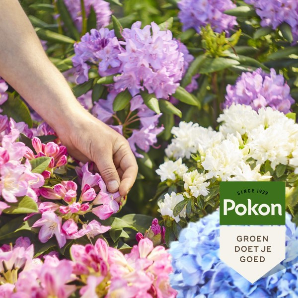 Pokon Hortensia mest | Pokon | 1 kg (Voor 25 planten, Ook voor Rododendron en Azalea) 7183788100 K170116133 - 5