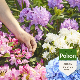 Pokon Hortensia mest | Pokon | 1 kg (Voor 25 planten, Ook voor Rododendron en Azalea) 7183788100 K170116133 - 5