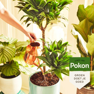 Pokon Kamerplanten potgrond | Pokon | 10 liter 7922608100 K170116156 - 