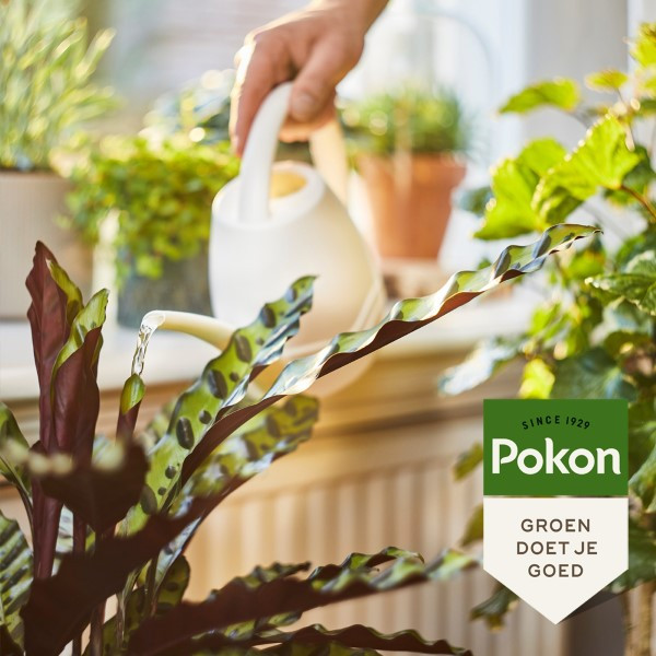 Pokon Kamerplanten voeding | Pokon | 1 liter (Vloeibaar Bio-label) 7000818100 K170116186 - 5