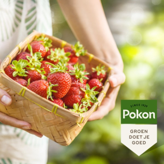 Pokon Kleinfruit mest | Pokon | 1 kg (10 m², Bio-label) 7674788100 K170115054 - 5