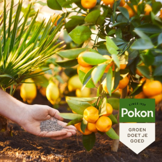 Pokon Mediterrane planten mest | Pokon | 1 kg (Voor 25 planten) 7184788100 K170116134 - 