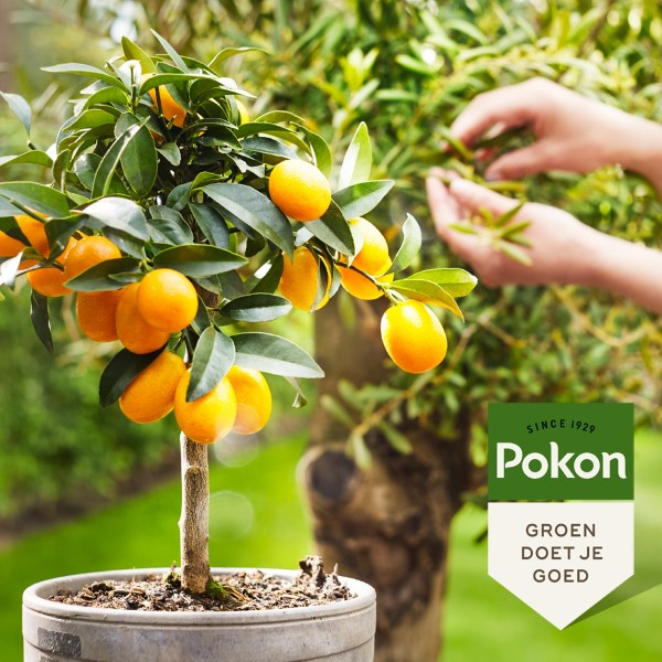 Pokon Mediterrane planten voeding | Pokon | 500 ml (Vloeibaar, Bio-label) 7220313100 K170112310 - 6