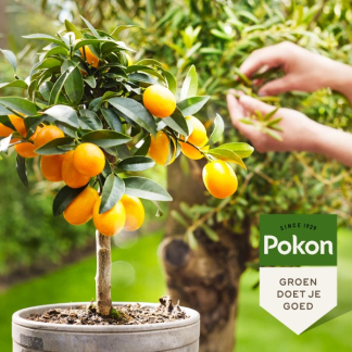 Pokon Mediterrane planten voeding | Pokon | 500 ml (Vloeibaar, Bio-label) 7220313100 K170112310 - 