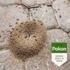 Pokon Mierenpoeder | Pokon | 400 gram (Buiten) 7202010182 K170115691 - 4